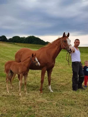 APH PELONIE SHINIG MOON