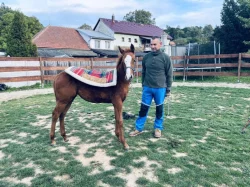 APH PELONIE SHINIG MOON