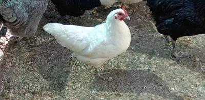 Australky zdrobnělé bílé černé