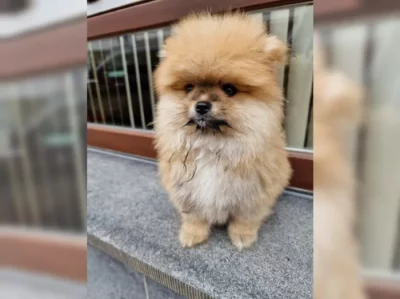 Čistokrevná štěňata pomeranian k dispozici k prodeji.