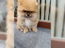 Čistokrevná štěňata pomeranian k dispozici k prodeji.