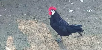 ŠPANĚLKY ZDROBNĚLÉ