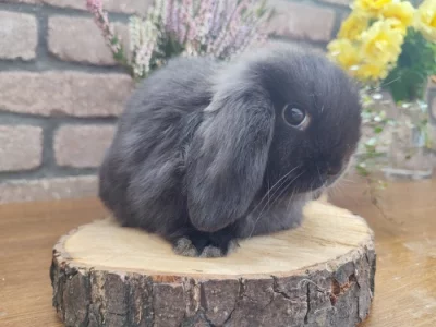 Minilop, zakrslý beránek