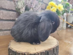 Minilop, zakrslý beránek