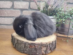 Minilop, zakrslý beránek