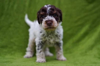 Lagotto Romagnolo - štěňata s PP