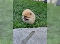 Pomeranian~ trpasličí špic~!