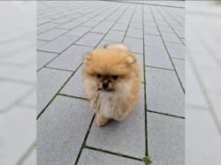 Pomeranian~ trpasličí špic~!
