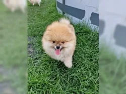 Pomeranian~ trpasličí špic~!