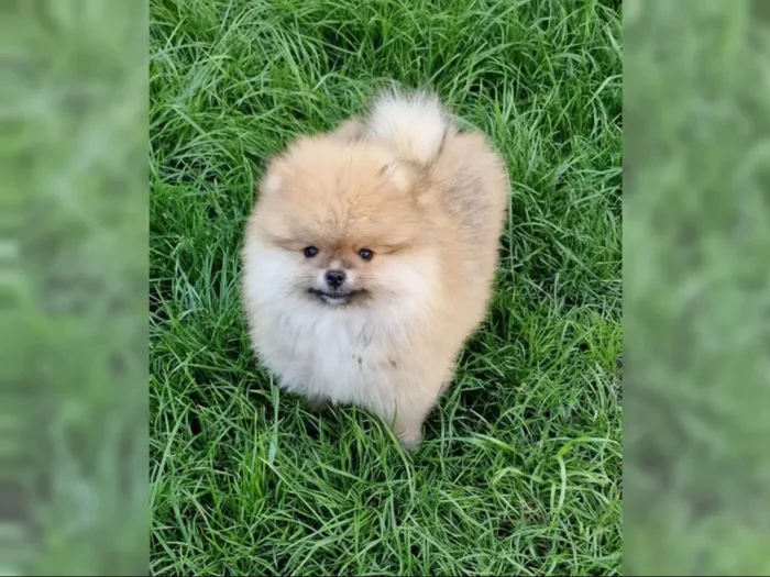 Pomeranian~ trpasličí špic~!