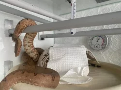 Prodam Solomon Island Ground Boa - Candoia carinata paulsoni x2. Cena 5000 Kc za par. Jen zkusenemu chovateli.