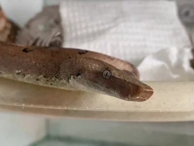 Prodam Solomon Island Ground Boa - Candoia carinata paulsoni x2. Cena 5000 Kc za par. Jen zkusenemu chovateli.