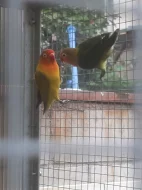 Agapornis fischeri