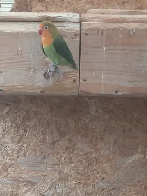 Agapornis fischeri