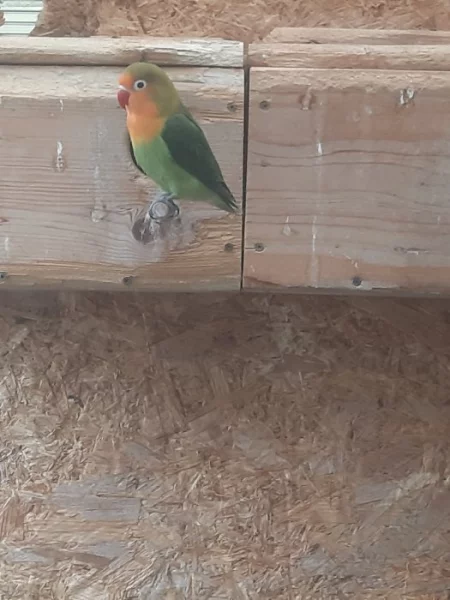 Agapornis fischeri