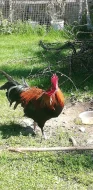 Prodám kohouty