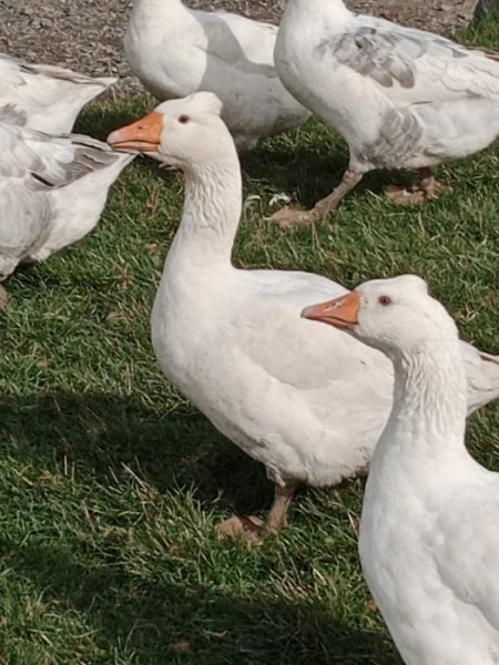 Husa česká chocholatá