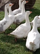 Husa česká chocholatá