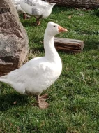 Husa česká chocholatá