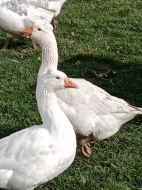 Husa česká chocholatá