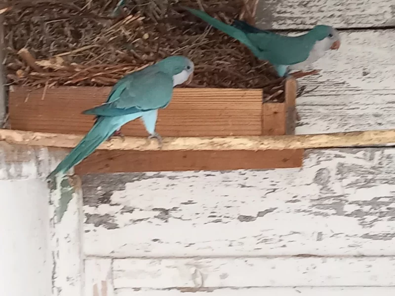 mníšek šedý-modrý