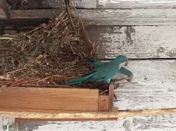 mníšek šedý-modrý