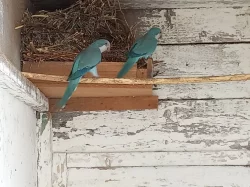 mníšek šedý-modrý