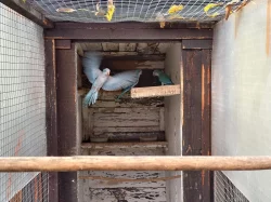 mníšek šedý-modrý