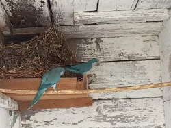 mníšek šedý-modrý