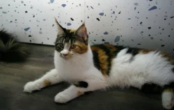 Mainská mývalí s PP