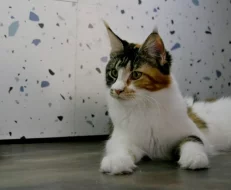 Mainská mývalí s PP