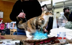 Mainská mývalí s PP