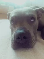 American Bully xl -odběr na Vánoce