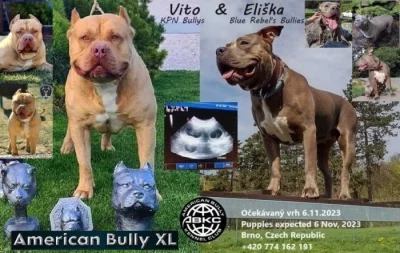 American Bully xl -odběr na Vánoce