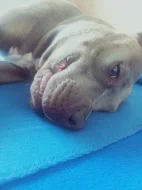 American Bully xl -odběr na Vánoce