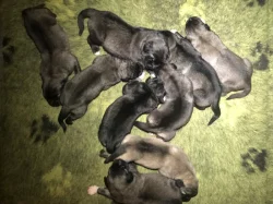 Kavkazský pastevecký pes