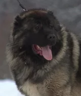 Kavkazský pastevecký pes