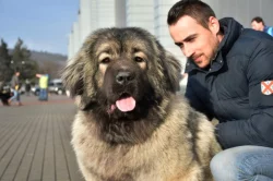 Kavkazský pastevecký pes