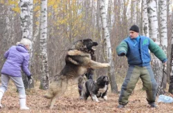 Kavkazský pastevecký pes