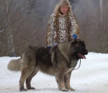 Kavkazský pastevecký pes