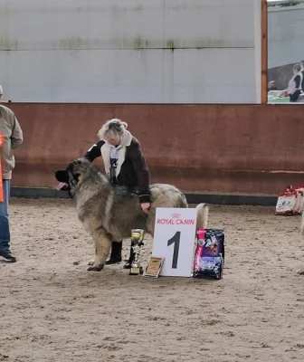 Kavkazský pastevecký pes