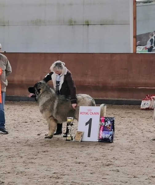 Kavkazský pastevecký pes