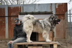 Kavkazský pastevecký pes