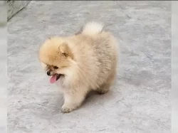 Prodám štěňátka Německý špic trpasličí (Pomeranian)