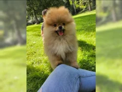 Prodám štěňátka Německý špic trpasličí (Pomeranian)