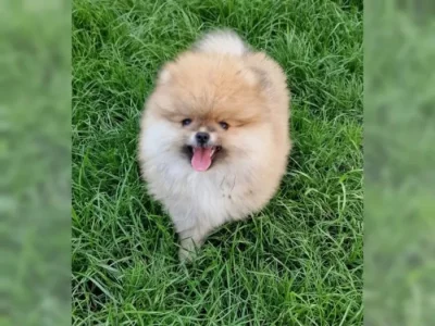Prodám štěňátka Německý špic trpasličí (Pomeranian)
