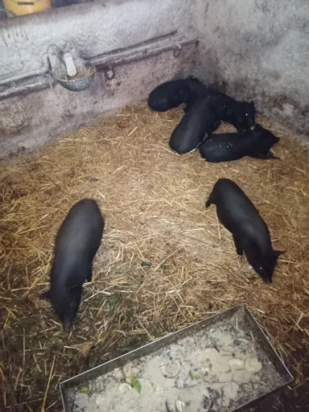 Vietnamská prasátka