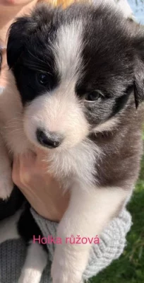 Štěňátka border kolie bez PP