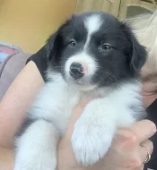 Štěňátka border kolie bez PP