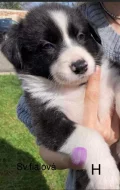 Štěňátka border kolie bez PP